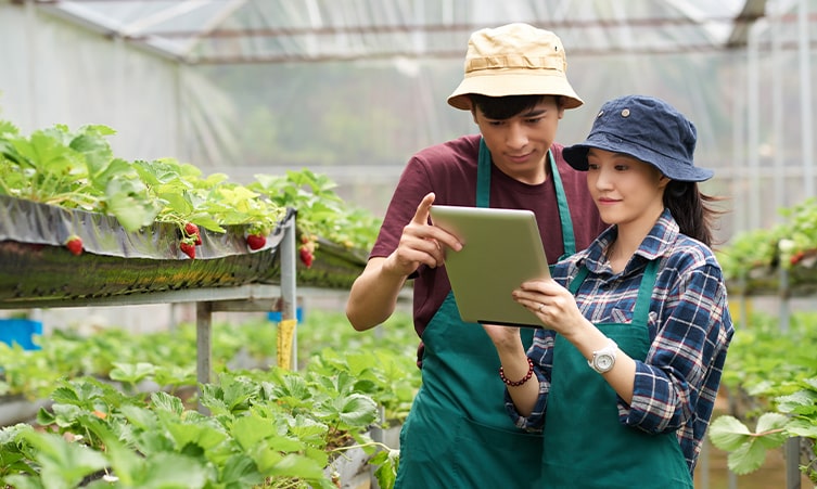 Contoh Ide Bisnis di Bidang Pertanian